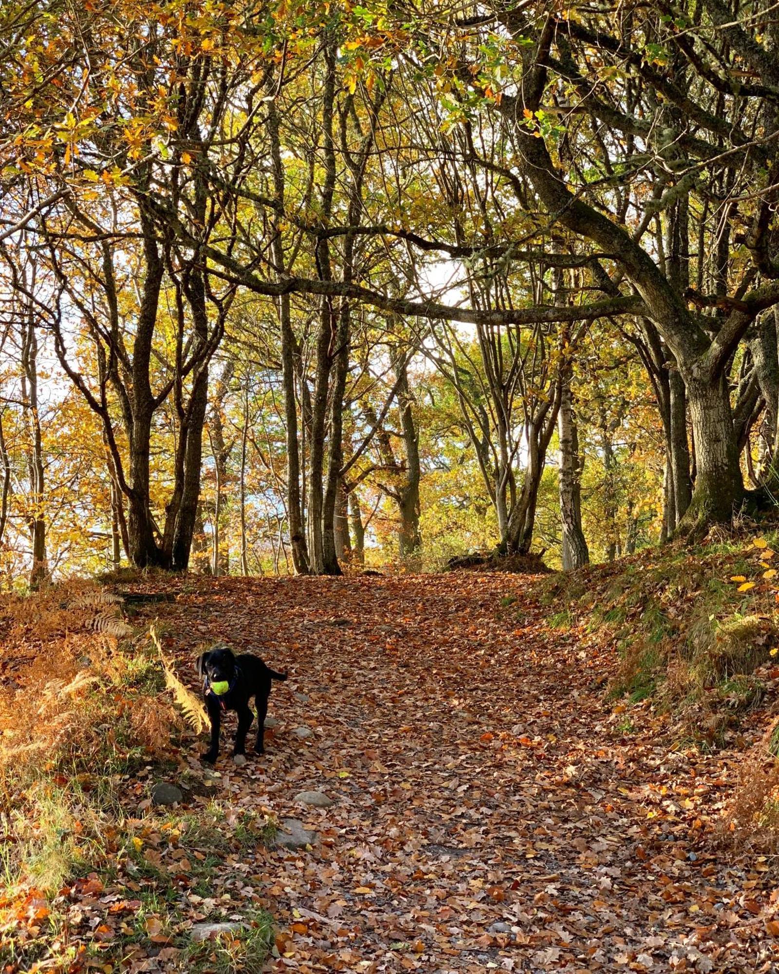 Kinnaird Woodland Lodges Питлохри Екстериор снимка